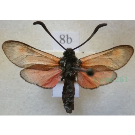 Zygaena punctum Ochsenheimer, 1808 Kraśnik płomieńczyk Bulgaria8b